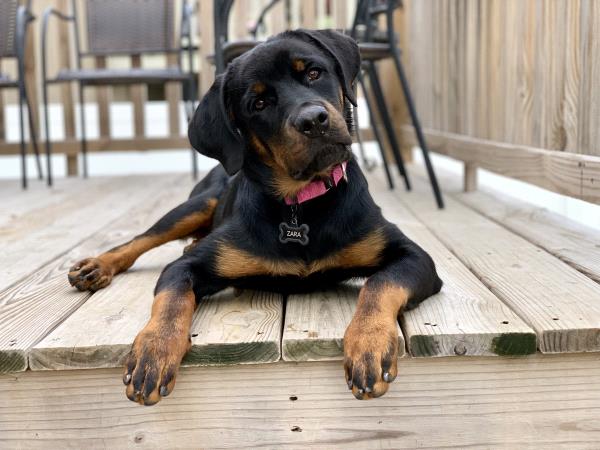 /Images/uploads/MidAmerica Rottweiler Rescue/adoptarottphotocontest/entries/10279.jpg